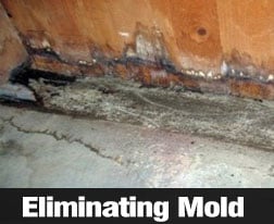 How To Spot And Treat Mold In Homes